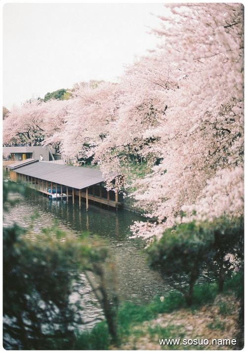 梦见两条毒蛇泡酒蛇活着的含义