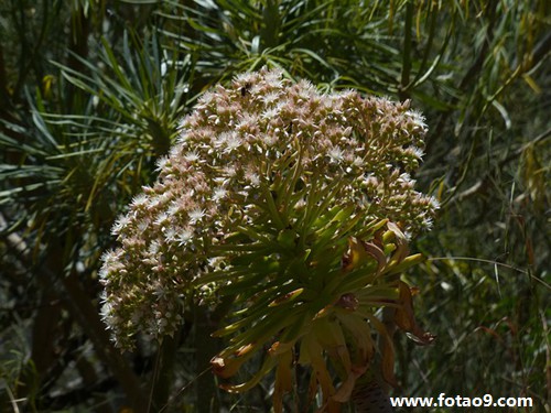 梦见肖智鹏是什么意思?_周公解梦查询_佛滔算