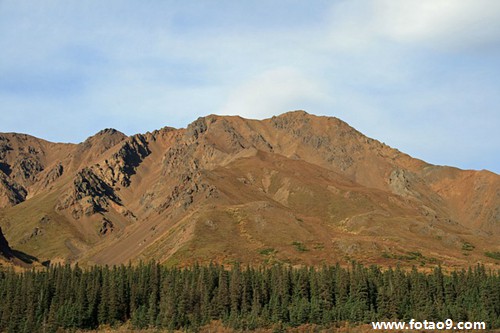 梦见树林里有条大蛇的含义