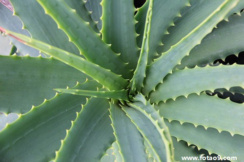 <em>梦见头发</em>上在厕所弄好多蛆好不好?_周公解梦