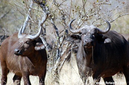 梦见停车然后和女朋友去吃饭代表什么?