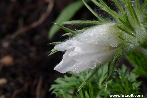 梦见鸟屎砸中嘴巴好不好?