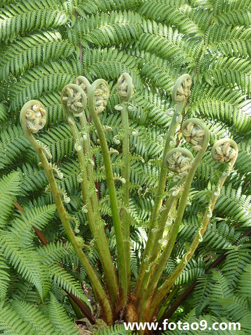 梦见已故老父亲牵着大白羊的含义