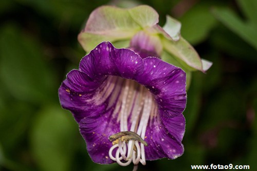 梦见过世的老人和蛇褪皮