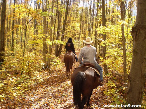梦见被黑蛇追是什么意思?_周公解梦查询_佛滔