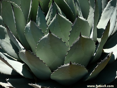 梦见喜欢的男演员皮肤如脂如玉是怎么回事?