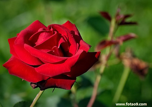 孕妇梦见自己有一个四五岁女儿_周公解梦查询