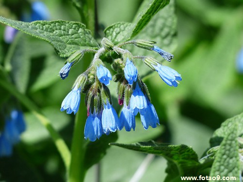 梦见在风景山中栽树木花草意味着什么?