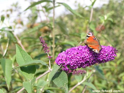 阳历2010年1月9日出生的女的命怎么样,命好不