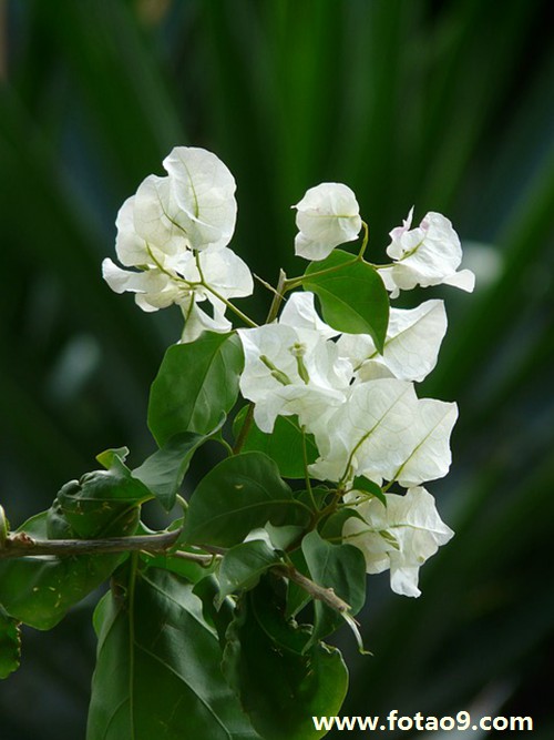 梦见狗叫声音是什么意思?