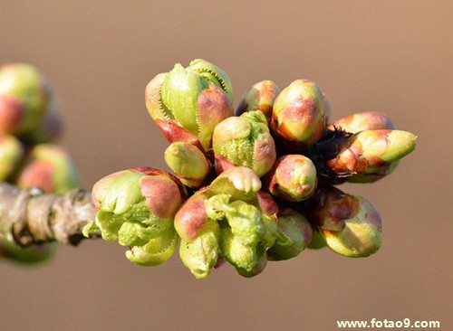 梦见怀孕的人从高处掉下来
