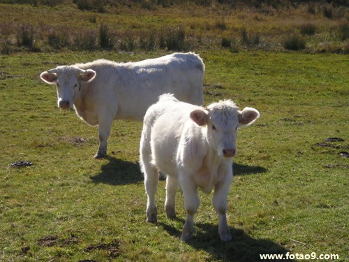 梦见自己长了一脸胡子是怎么回事?