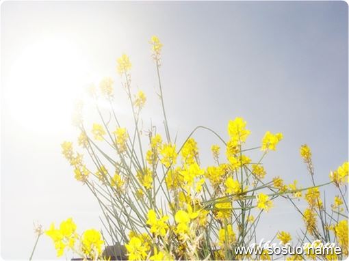 做梦梦见多条蛇是什么意思 做梦梦见多条蛇是什么意思