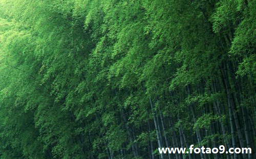 梦见看到飞机坠毁并有人员伤之代表什么?_周