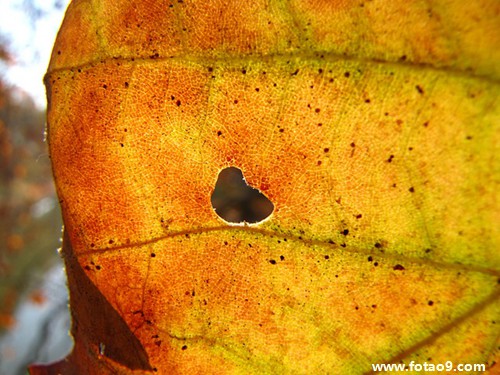 梦见天鹅驮月亮与人同是什么意思?