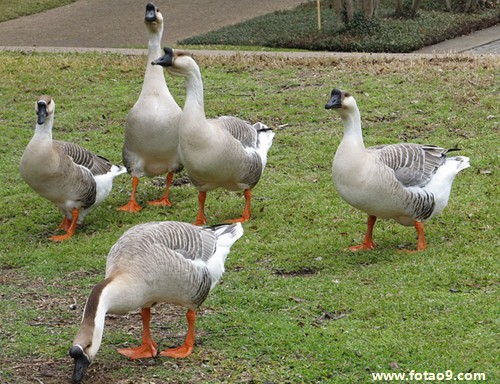 梦见蛇咬自己的右脚_周公解梦查询_佛滔算命