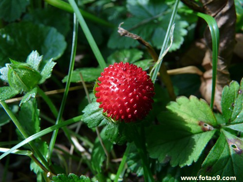梦见别人吃水密桃我摘桃子是怎么回事?