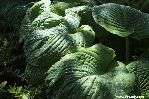 梦见蒸馒头吃好多代表什么?