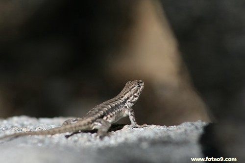 梦见与人做爱做完后那人蛇精