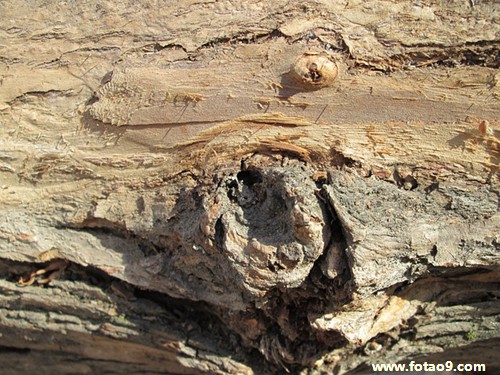 梦见自己怀孕还来例假代表什么?