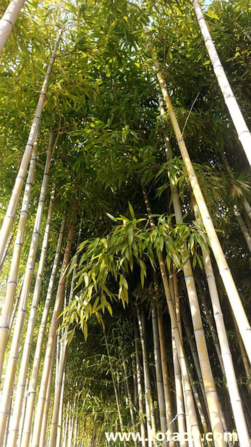 成为2016第一人近空间留言怎么说