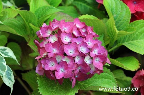 梦见两只狗在腿上咬