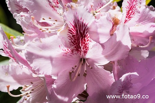 梦见小象被割头制成象牙的含义