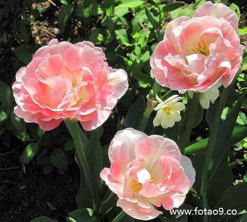 梦见自己在一堆臭泥里-晚上做梦梦见自己踩了