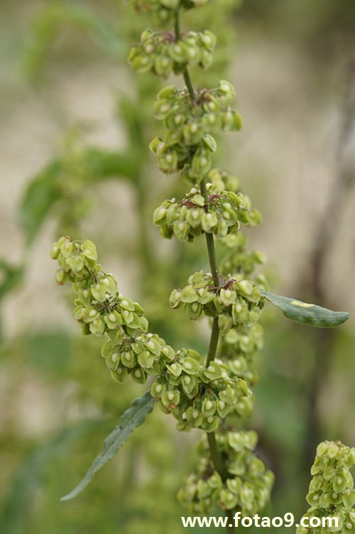 梦见怀孕初期可以吃虾吗_周公解梦查询_佛滔