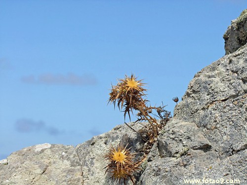 梦见儿子鸡鸡被狗咬掉是怎么回事?