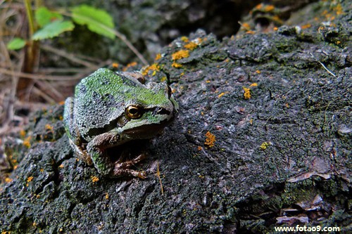 梦见老公打我要离婚走我哭是怎么回事?_周公