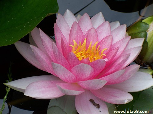 梦见两条蛇从树上掉下来代表什么?