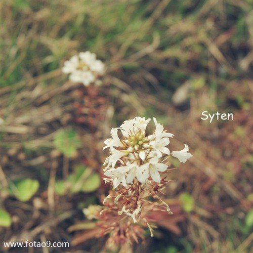 梦见吃饭上台阶是什么意思?_周公解梦查询_佛