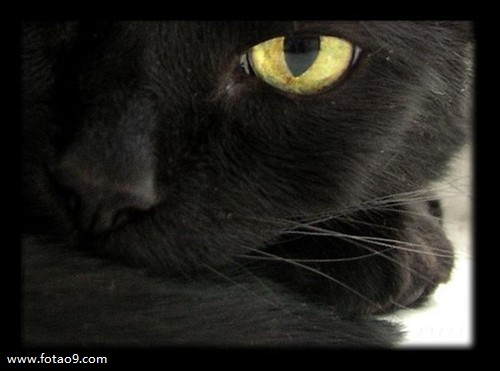 梦见看见壁虎在房门上跑_周公解梦查询_佛滔