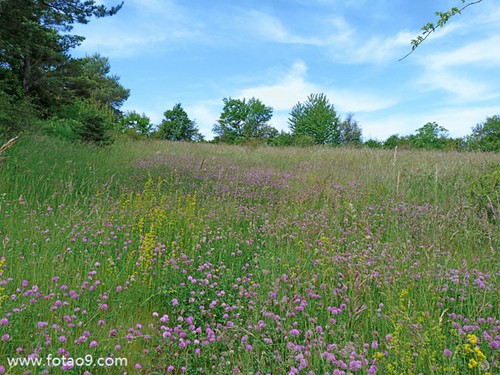 梦见日本鬼子杀人见红好不好?_周公解梦查询