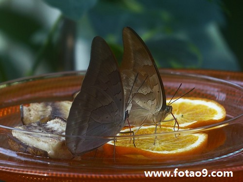 <em>梦见</em>扔掉<em>胸罩</em>好不好?_周公解梦查询_佛滔算命