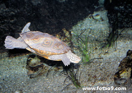 梦见亲人身上长豆芽