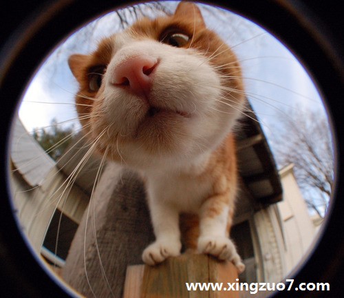 季欣麟微一周星座运势(2016.1.11-1.17)1 季欣麟微一周星座运势(2016.1.11-1.17)1