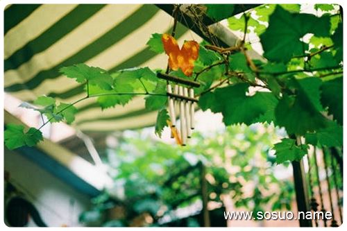 梦见蜘蛛从房上掉下来_周公解梦查询_佛滔算