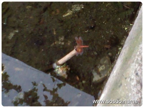 梦境解析，周公解梦我梦见婶子生小女孩的深层含义