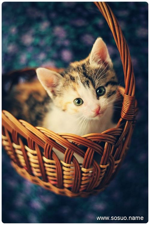 梦见自己拉的大便被狗吃了