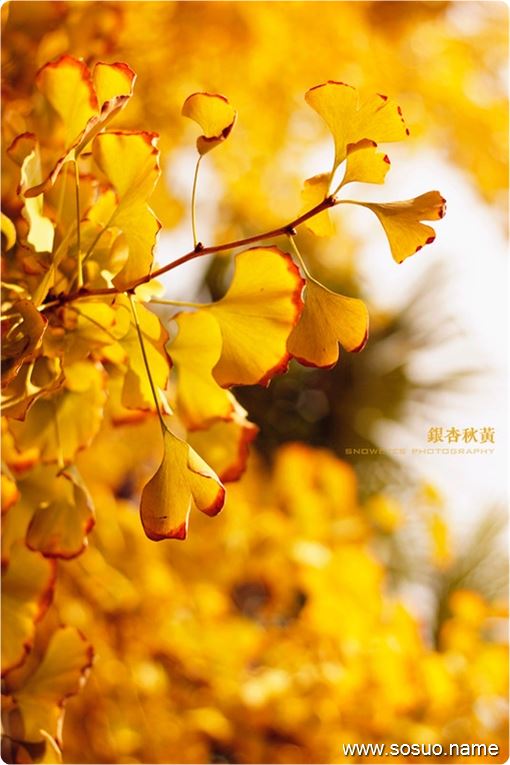 <em>梦见</em>别人给送北瓜饭_周公解梦查询_佛滔算命