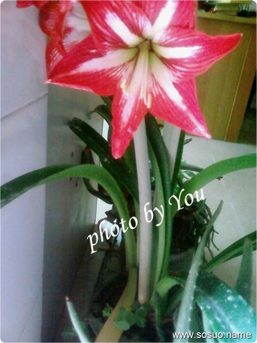 梦见下牙齿有异物拉线牙歪出血_周公解梦查询