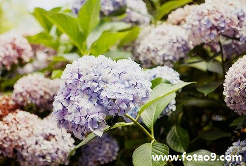 梦见男同事开车拉一车羊肉