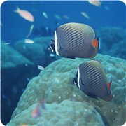 你是海洋中哪种生物