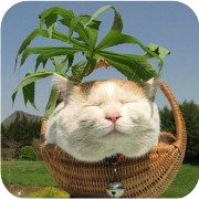 困难前你能保持淡定吗