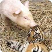 你擅长扮猪吃老虎吗