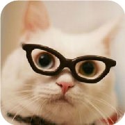 你的气质最像什么动物