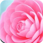 春天你的桃花脱单靠谱吗
