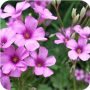 你会采哪种颜色花的花蜜呢